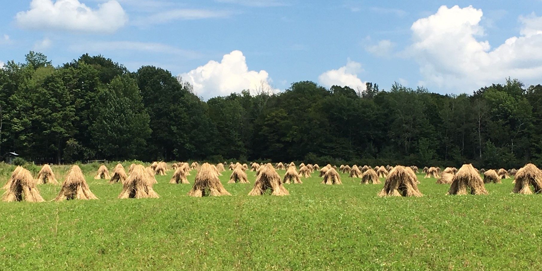 RealStraw all-natural eco-friendly, biodegradable compostable small batch rye, stooked and drying in the field.